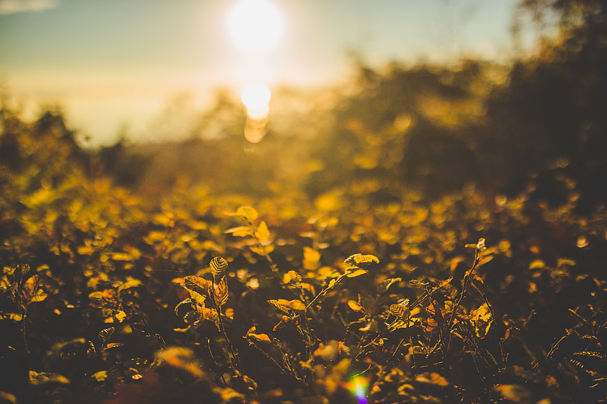 Golden sunlight filtering through autumn leaves in a field