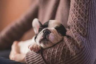 Sleeping French Bulldog Puppy in Knitted Sweater