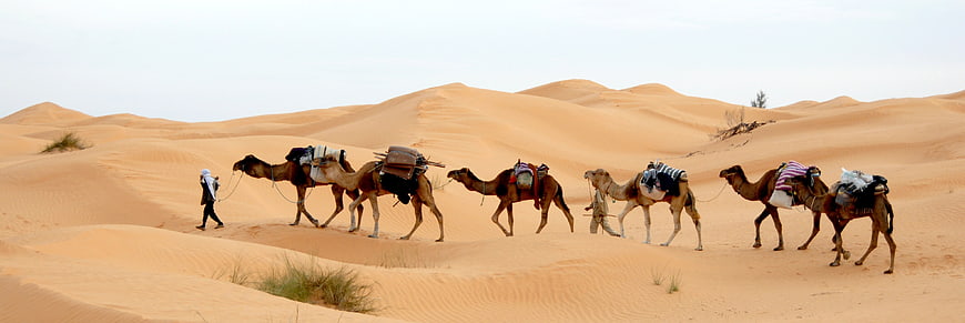 Bedouin Caravan With Camels Walking Across Sahara Desert Sand Dunes