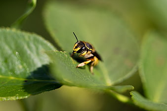 Close-up of a small bee resting on a green leaf