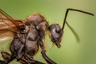 Extreme Macro Close-Up of a Flying Ant Head and Wings