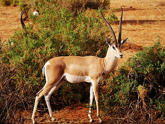 Male Impala Standing In African Savanna Bush