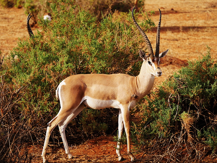 Male Impala Standing In African Savanna Bush