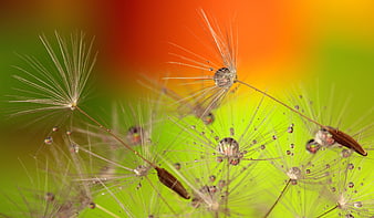 Macro Dandelion Seeds with Dewdrops on Colorful Background