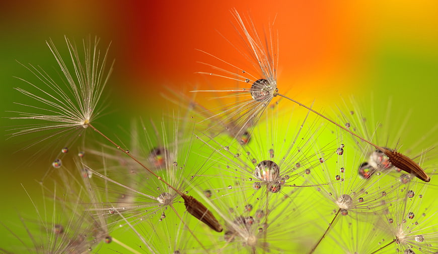 Macro Dandelion Seeds with Dewdrops on Colorful Background