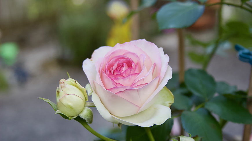 Close-up of a delicate pink and white garden rose bloom