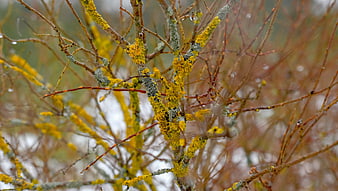 Close-up of yellow lichen on tree branches with raindrops