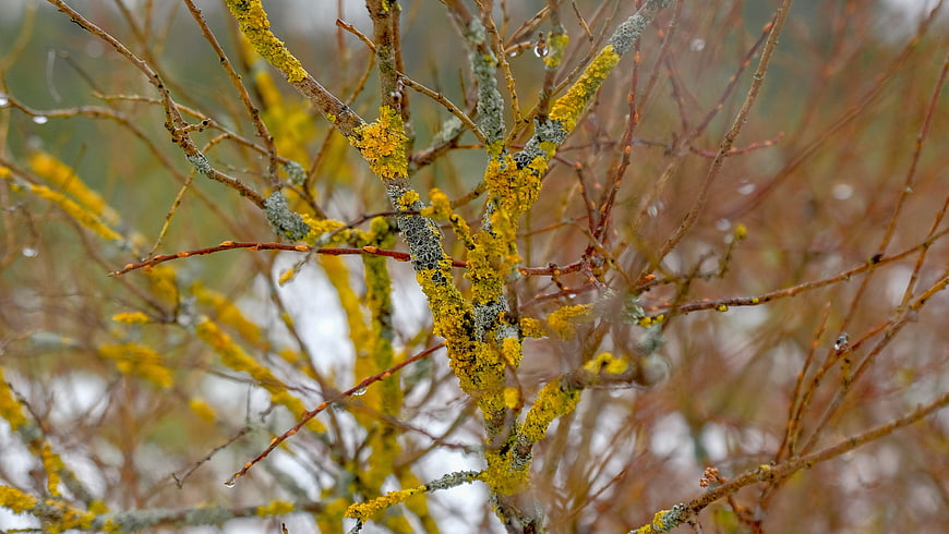 Close-up of yellow lichen on tree branches with raindrops