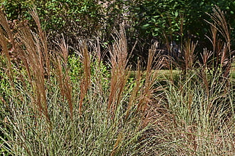 Ornamental Feather Grass in Autumn Garden