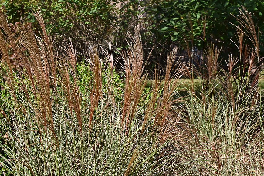 Ornamental Feather Grass in Autumn Garden