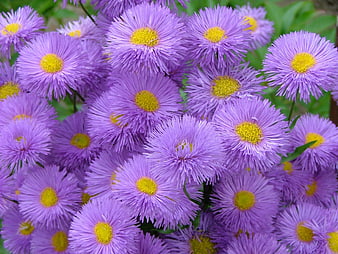 Close-up of vibrant purple aster flowers with yellow centers