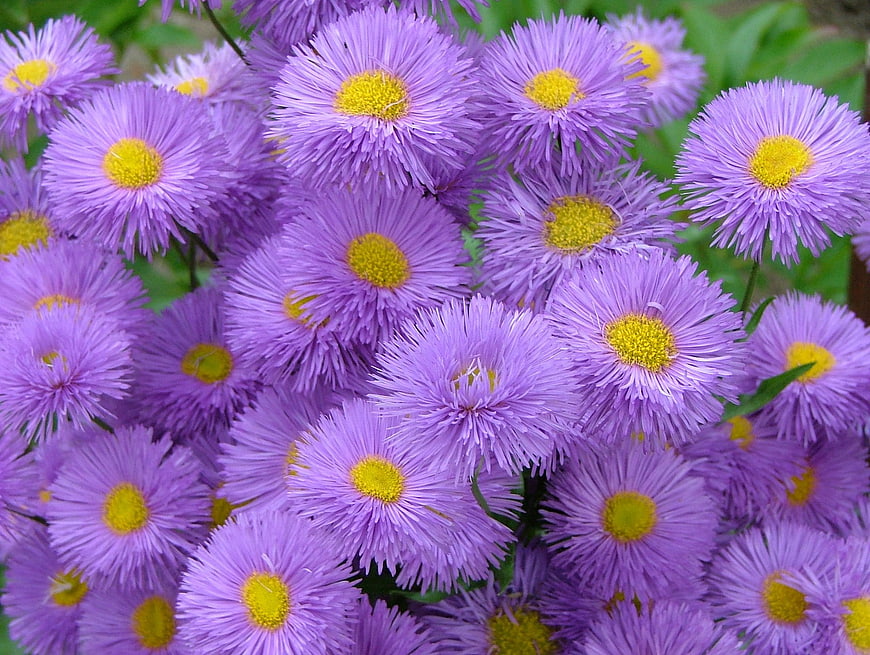 Close-up of vibrant purple aster flowers with yellow centers