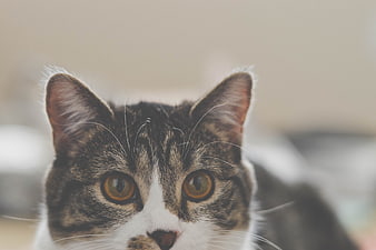 Close-up portrait of a tabby and white cat with amber eyes