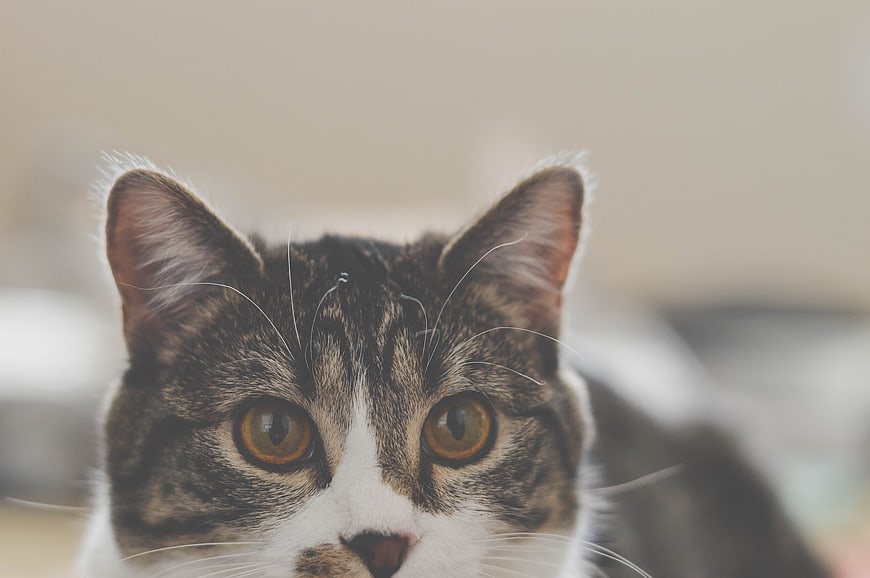 Close-up portrait of a tabby and white cat with amber eyes