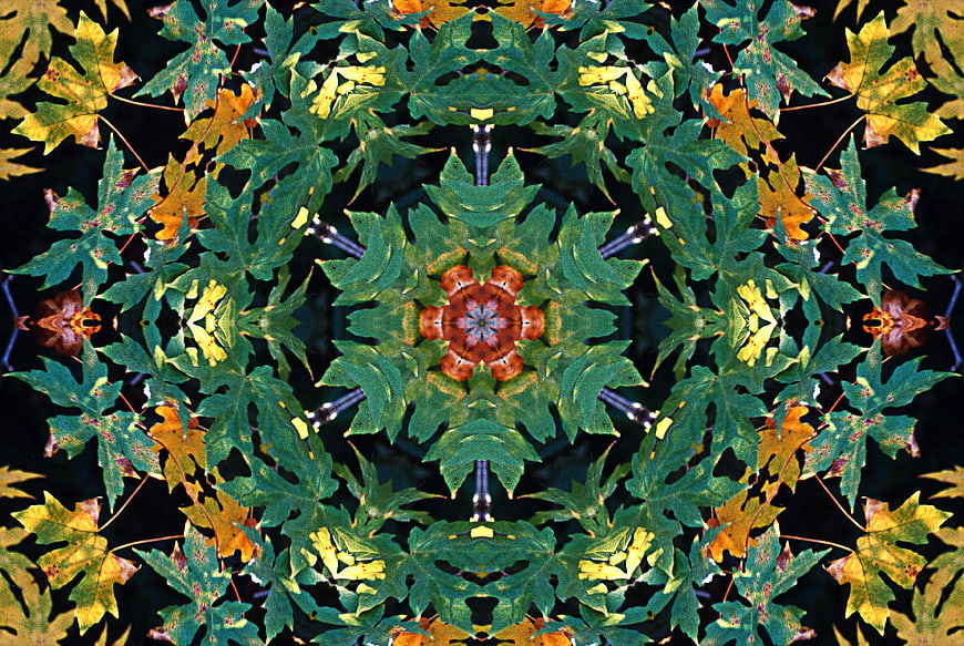 Kaleidoscope pattern of green and yellow autumn leaves