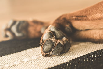 Close-up of a dog's paws resting on a textured blanket