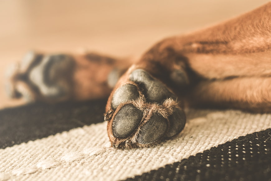 Close-up of a dog's paws resting on a textured blanket