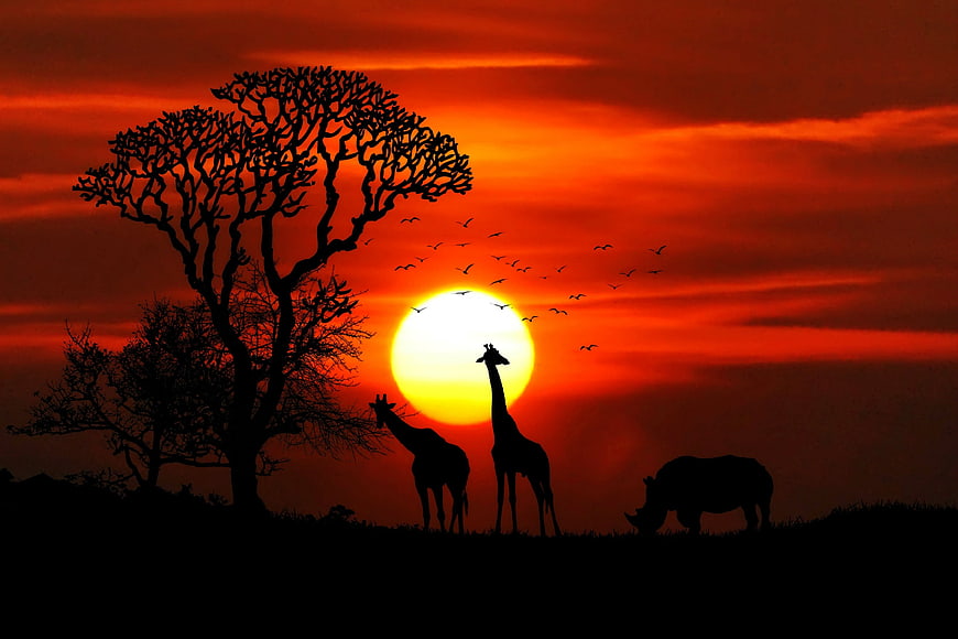 Silhouette of Giraffes and Rhino at African Sunset