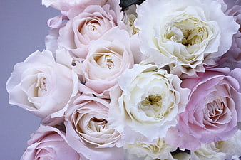 Close-up of pastel pink and white garden roses bouquet
