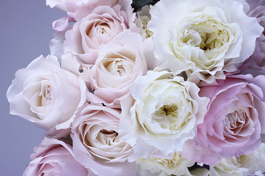 Close-up of pastel pink and white garden roses bouquet