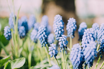 Close-up of blue grape hyacinth flowers in spring garden