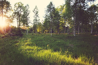 Sunlit birch forest clearing with green grass and lens flare