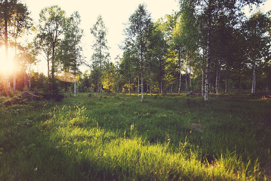 Sunlit birch forest clearing with green grass and lens flare
