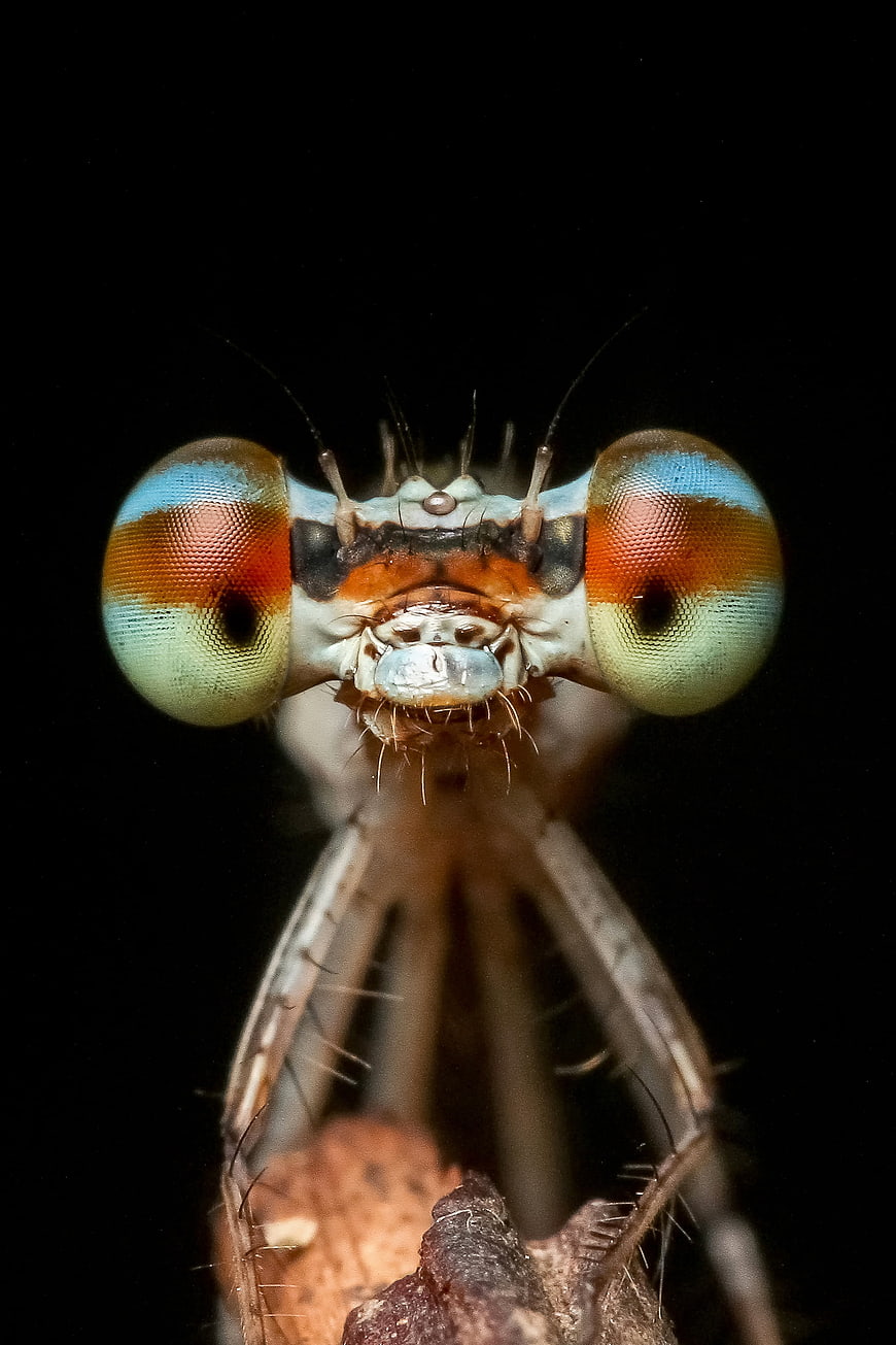 Extreme Macro Portrait of Damselfly Head with Colorful Eyes