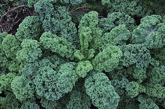 Top View of Fresh Green Curly Kale Leaves in Garden