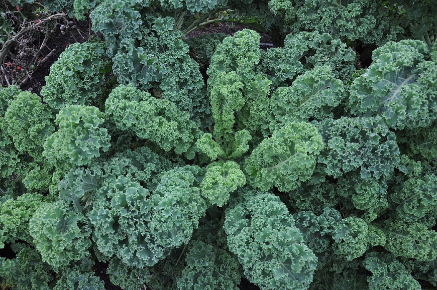 Top View of Fresh Green Curly Kale Leaves in Garden