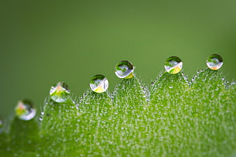 Macro Photography of Water Droplets on Green Leaf Edge