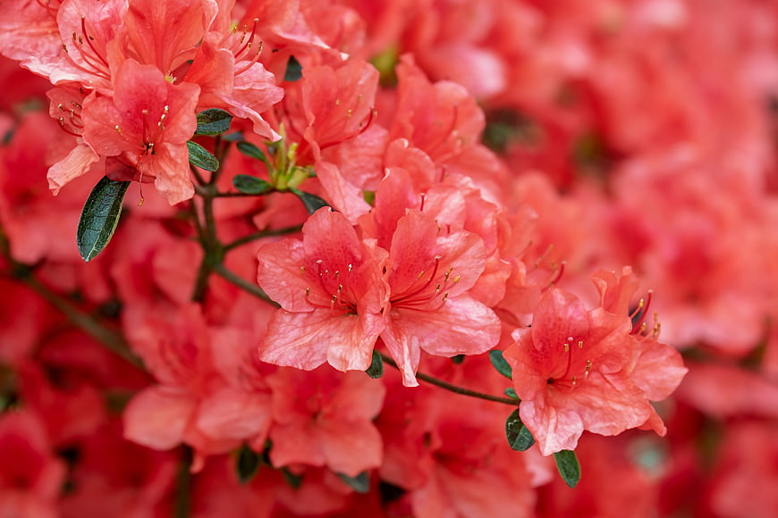 Close-up of vibrant pink azalea flowers in full bloom
