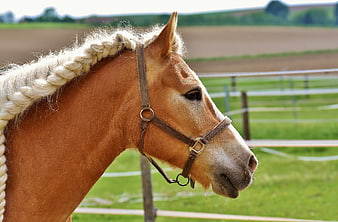 Chestnut Horse Head With Braided Mane In Pasture