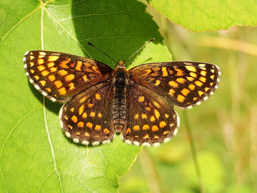 Close-up of a Fritillary Butterfly on a Green Leaf