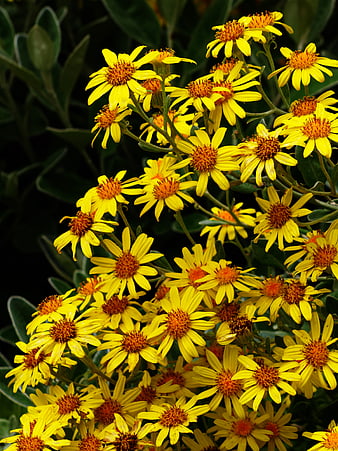 Vibrant yellow wildflowers blooming in a garden