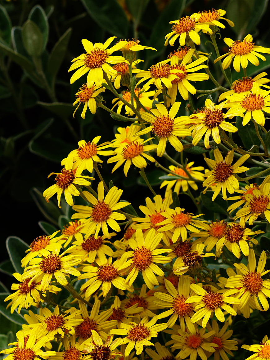 Vibrant yellow wildflowers blooming in a garden