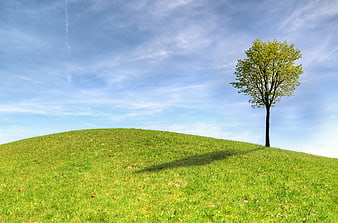 Lone Tree on Green Hill Under Blue Sky