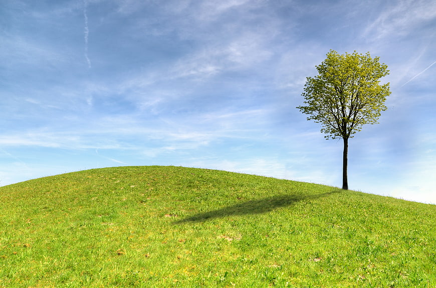 Lone Tree on Green Hill Under Blue Sky