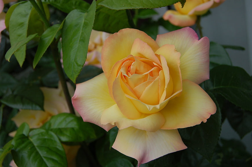 Close-up of a yellow and pink rose with green leaves