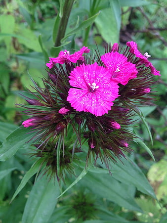 Vibrant Pink Dianthus Flower Close-Up in Garden