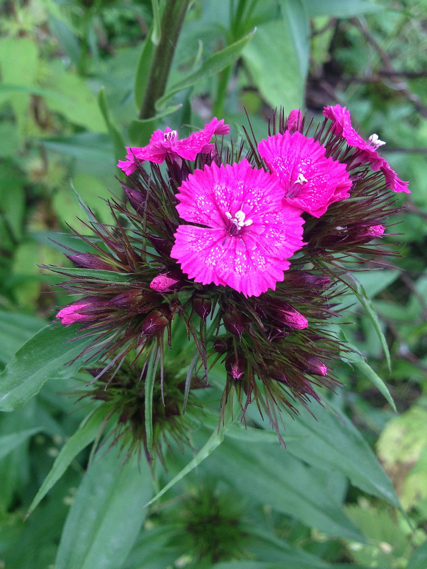 Vibrant Pink Dianthus Flower Close-Up in Garden
