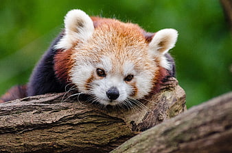 Cute Red Panda Resting on a Tree Log