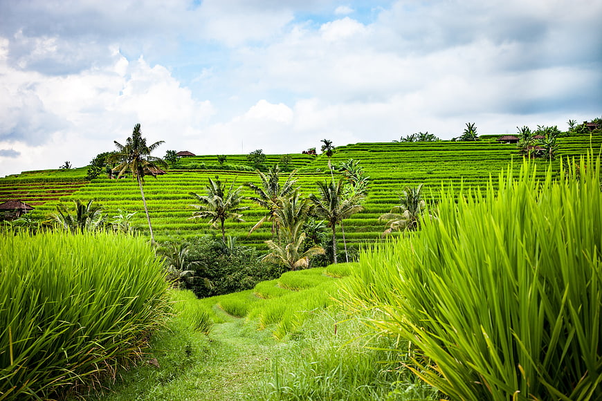 Lush Green Rice Terraces in Bali with Palm Trees and Blue Sky