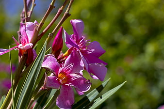 Pink Oleander Flowers in Sunlight
