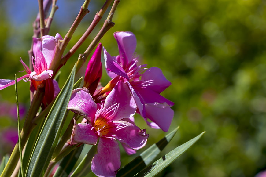 Pink Oleander Flowers in Sunlight