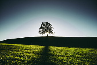 Silhouette of a lone tree on a grassy hill at sunset