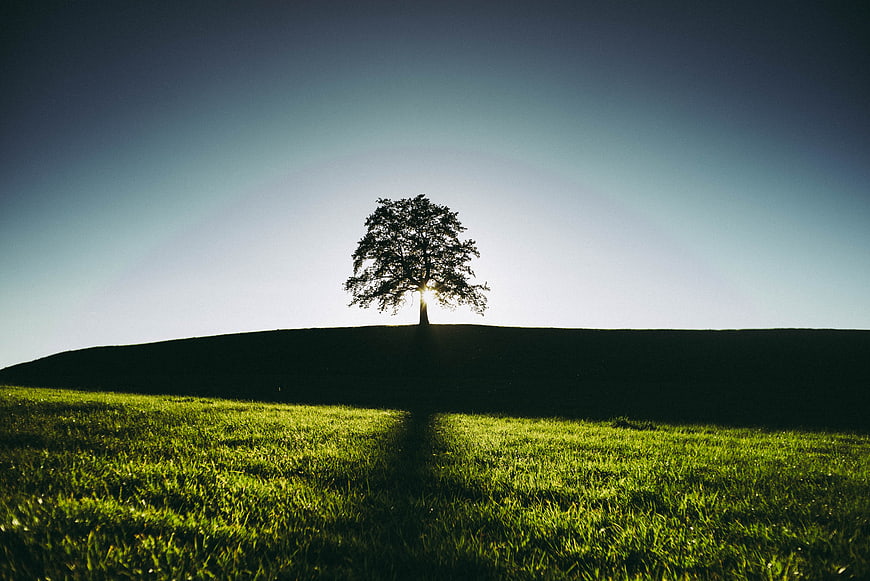 Silhouette of a lone tree on a grassy hill at sunset