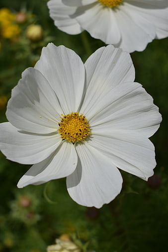 Close-up of white cosmos flower with yellow center