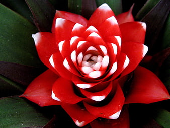 Vibrant Red Bromeliad Flower Close Up