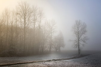 Misty Winter Landscape With Bare Trees And Frosty Field
